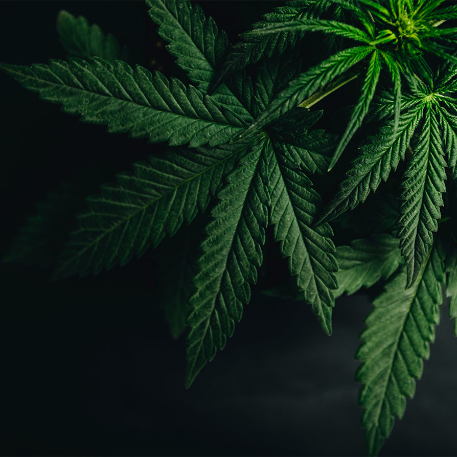MORE Cannabis